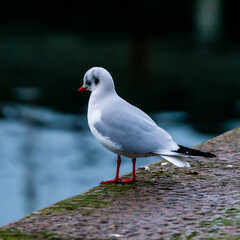 Young seagull resting on a dock by the waters edge.