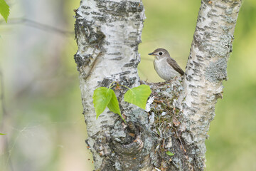 Bruine Vliegenvanger, Asian Brown Flycatcher, Muscicapa dauurica