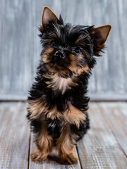 Cute Yorkshire Terrier puppy looking at the camera sitting on a grey background