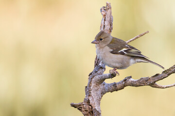 Atlas Vink, Atlas Chaffinch, Fringilla coelebs africana
