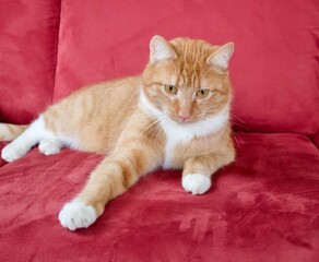 orange kitten playing 