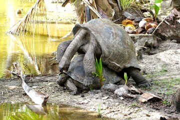 turtle love on the beach at the Seychelles