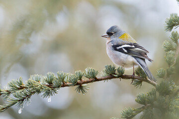 Atlas Vink, Atlas Chaffinch, Fringilla coelebs africana