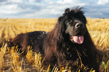Breed of dog Newfoundland. A big black dog. Long-haired black dog. The dog's hair.
