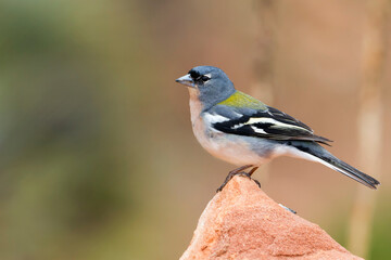 Atlas Vink, Atlas Chaffinch, Fringilla coelebs africana