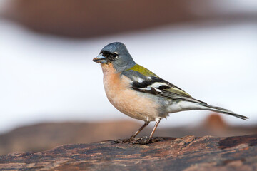 Atlas Vink, Atlas Chaffinch, Fringilla coelebs africana