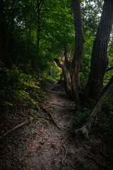 path in the woods