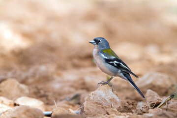 Atlas Vink, Atlas Chaffinch, Fringilla coelebs africana