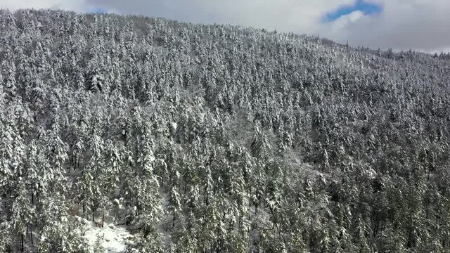 Immagine panoramica di alberi ricopoerti di neve fresca. 
Vista aerea della foresta invernale. Paesaggio invernale del bosco di pini. 