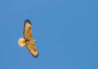 Atlasarendbuizerd, Atlas Long-legged Buzzard, Buteo rufinus cirtensis