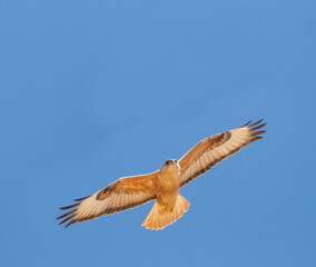 Atlasarendbuizerd, Atlas Long-legged Buzzard, Buteo rufinus cirtensis