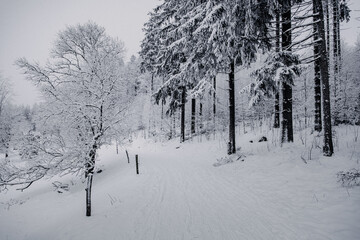 Thüringen | Stützerbach | Wald im Schnee