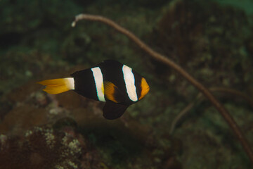 A family of clown fish in a sea anemone