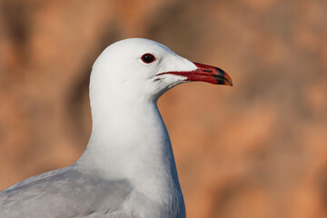 Audouins Meeuw, Audouin's Gull; Ichthyaetus audouinii