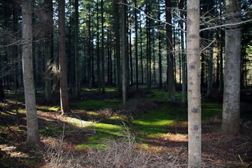 Polish forest - light and shadow