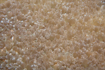 bubble coral or plerogyra sinuosal in the Pacific Ocean. Pacific marine fauna. Koh lippe island