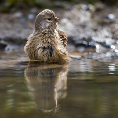 Bluthänfling (Carduelis cannabina) Weibchen