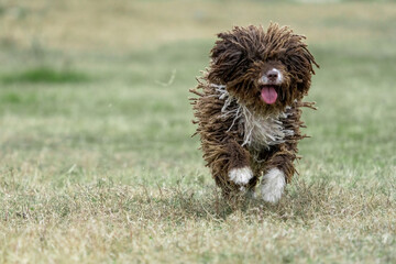 A happy spanish water dog running on the green grass with all it's hair moving.