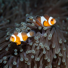 Fototapeta na wymiar A family of clown fish in a sea anemone