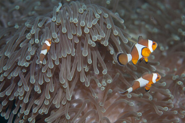 Naklejka na ściany i meble A family of clown fish in a sea anemone