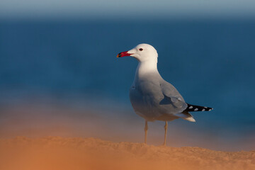 Audouins Meeuw, Audouin's Gull; Ichthyaetus audouinii