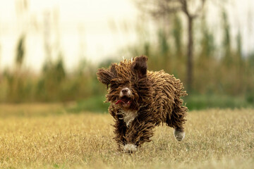 A happy spanish water dog running on the green grass to catch a branch thrown by it's owner.