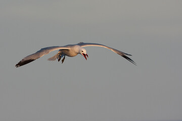 Audouins Meeuw, Audouin's Gull; Ichthyaetus audouinii