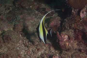 Underwater image Moorish idol in the Pacific Ocean. Pacific marine fauna. Koh lippe island
