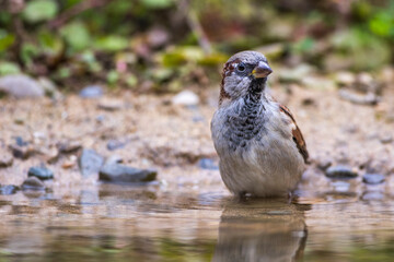 Haussperling (Passer domesticus) Männchen