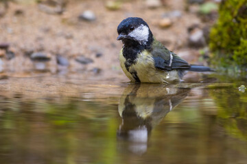 Kohlmeise (parus major)