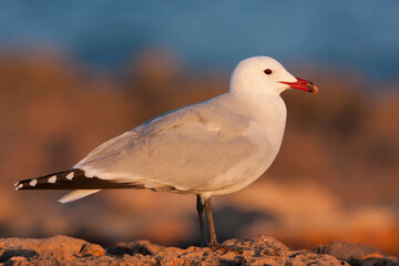 Audouins Meeuw, Audouin's Gull; Ichthyaetus audouinii