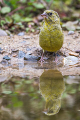 Grünfink (Carduelis chloris) an Wasserstelle