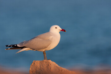 Audouins Meeuw, Audouin's Gull; Ichthyaetus audouinii