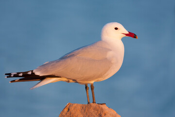 Audouins Meeuw, Audouin's Gull; Ichthyaetus audouinii