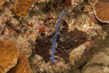 Detail of  a Tigre cowry Cypraea tigris  underwater. Pacific marine life. Koh Lipe Island. Fish and marine life in Thailand