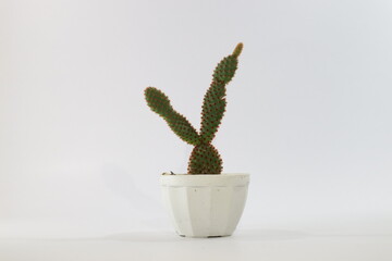 Mini cactus in a pot