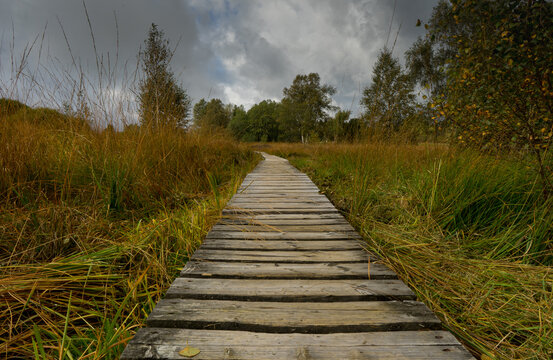 Hicking path in the belgium swamp called Hautes Fagnes