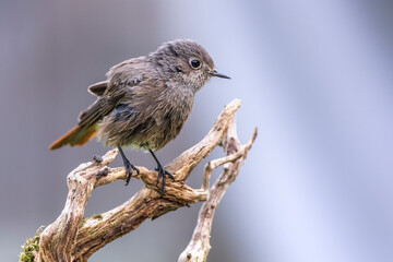 Hausrotschwanz (Phoenicurus ochruros) Weibchen badet