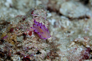 nudibranch or slug in mediterranean sea