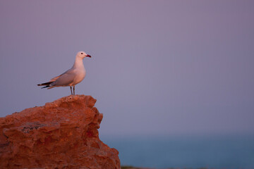 Audouins Meeuw, Audouin's Gull; Ichthyaetus audouinii