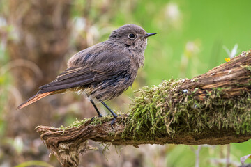 Hausrotschwanz (Phoenicurus ochruros) Weibchen badet