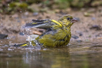 Grünfink (Carduelis chloris) an Wasserstelle