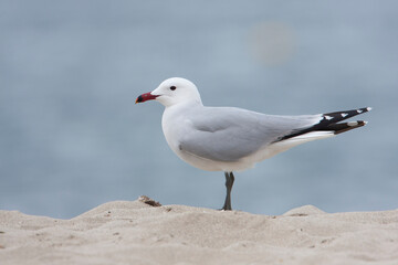 Audouins Meeuw, Audouin's Gull; Ichthyaetus audouinii