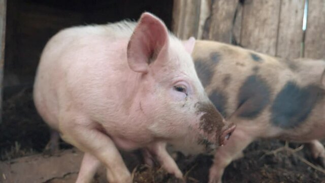 pigs on farm. pig running on farm agribusiness the ground slow motion video. pigs on farm business natural farming concept. pigs is digging the ground