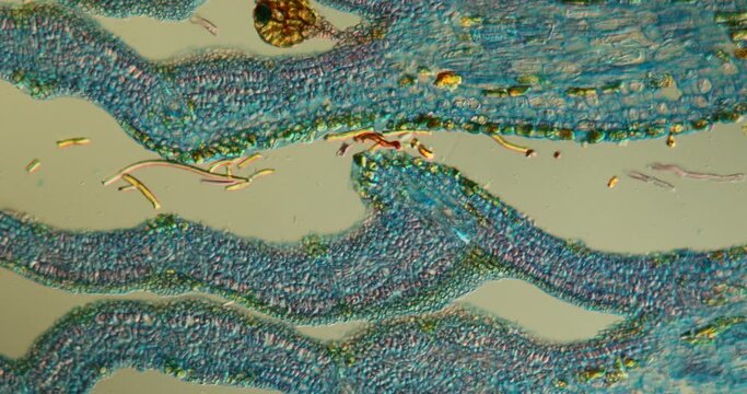 chestnut blossom tissue under the microscope 100x