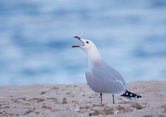 Audouins Meeuw, Audouin's Gull; Ichthyaetus audouinii