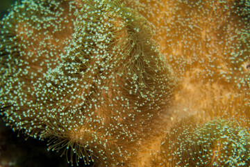 soft coral polyps or Acoel flatworms in the Pacific Ocean. Pacific marine fauna. Koh lippe island