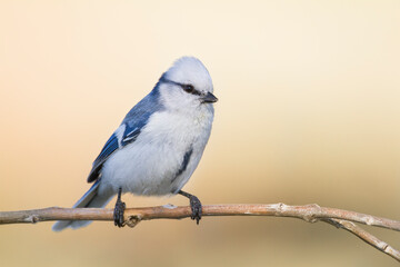 Azuurmees, Azure Tit, Cyanistes cyanus koktalensis