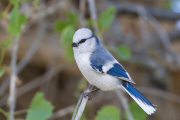 Azuurmees, Azure Tit, Cyanistes cyanus koktalensis © AGAMI