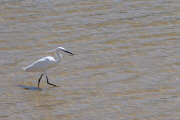 Seidenreiher (Egretta garzetta), Südafrika